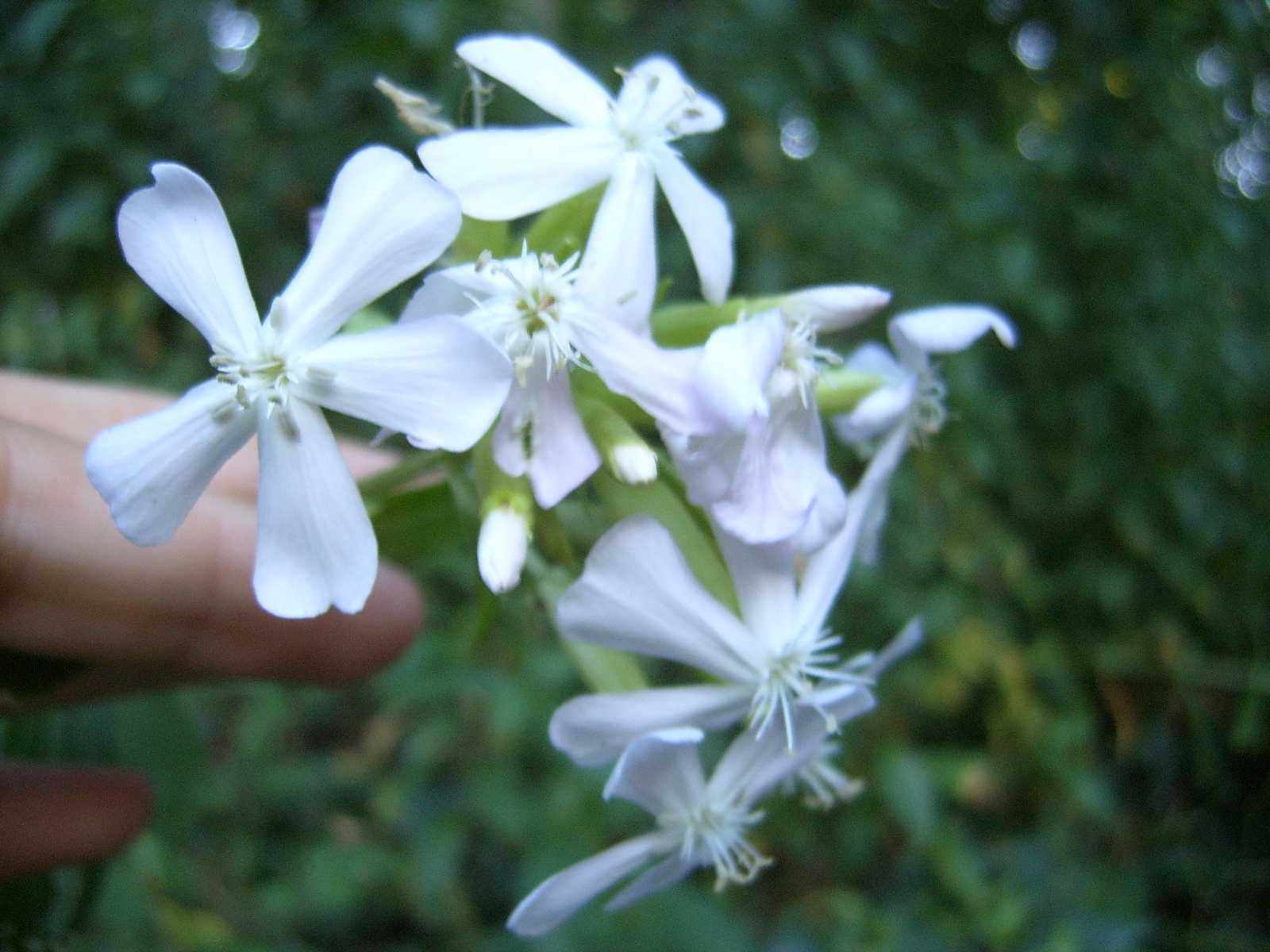 Silene - no, Saponaria officinalis